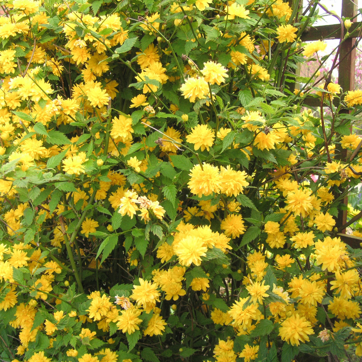 Kerria japonica pleniflora - Ranonkelstruik - Bloeiende heesters