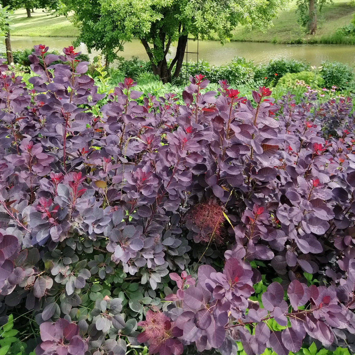 Heesters - Pruikenboom 'Royal Purple' 2L pot - Cotinus coggygria royal purple