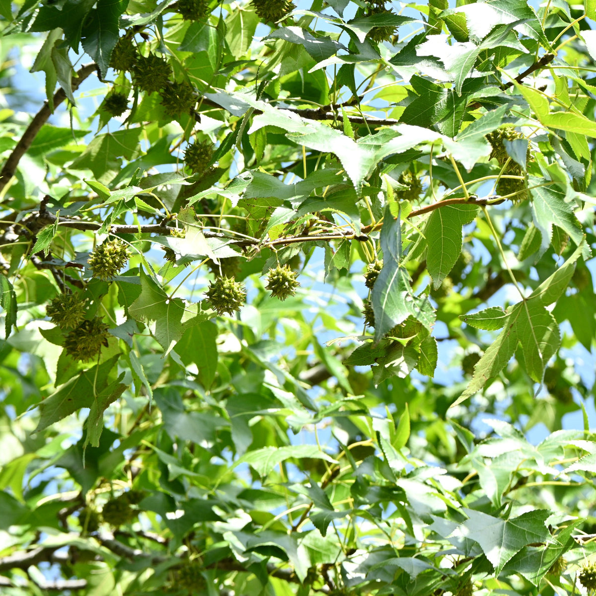 Verkoop Amberboom Woodland Honeysuckle Serotina - Liquidambar - Amberboom