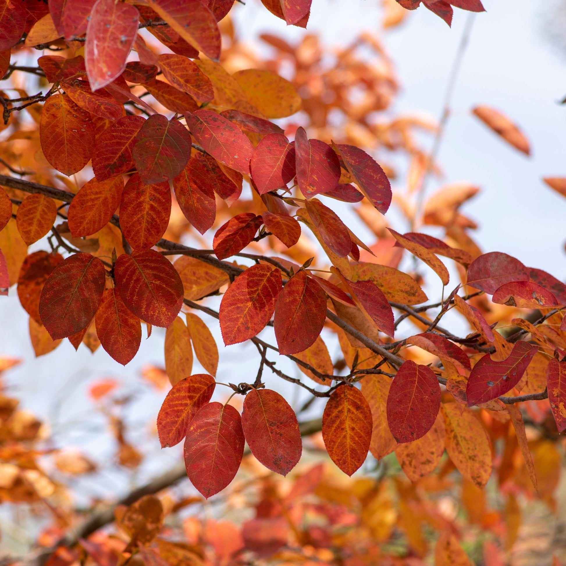 Amelanchier lamarckii - Krentenboom - Bloeiende heesters