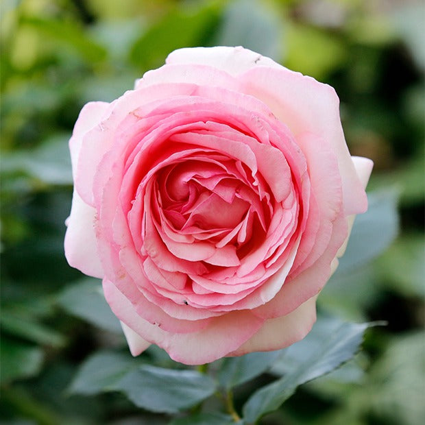 Engelse roos 'Her's Ausgreen'® - Rosa her's ausgreen ® (ausblush) - Bakker