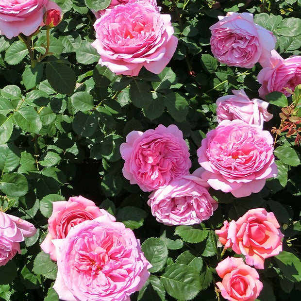 Engelse roos Mix 'Her's Ausgreen'® + 'Ausgreens Winne' (x2) - Rosa 'her's ausgreen' ® (ausblush), 'ausgreen's wi - Bakker