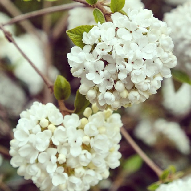 Sneeuwbal 'Eskimo' - op stam - Viburnum eskimo - Bakker