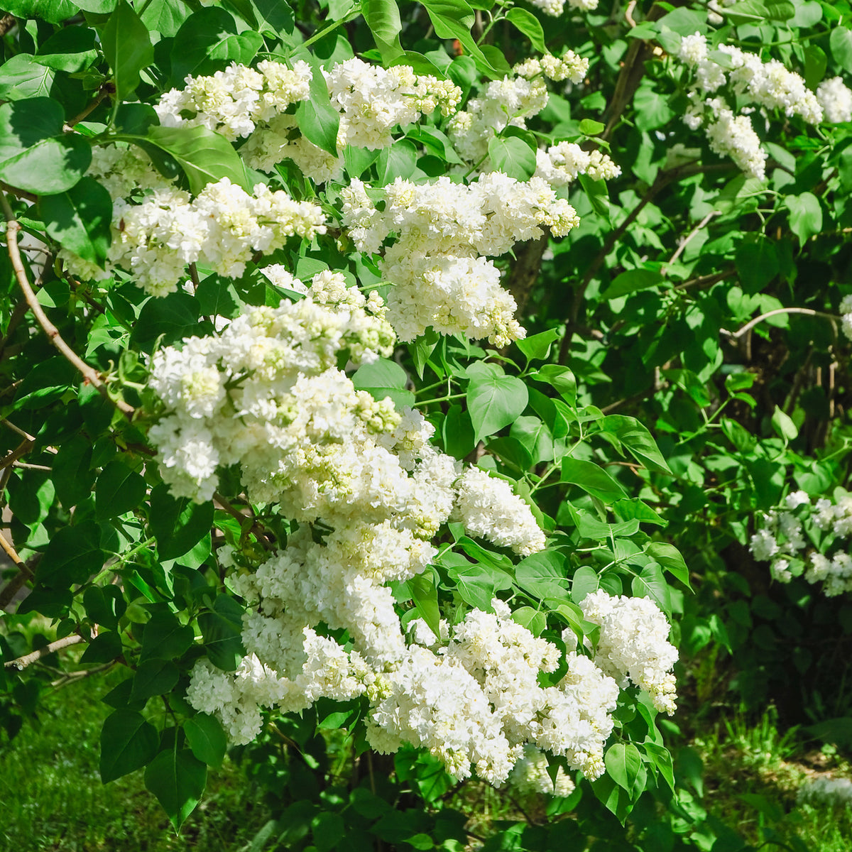 Dubbelbloemige sering - wit - Syringa vulgaris Madame Lemoine - Bakker
