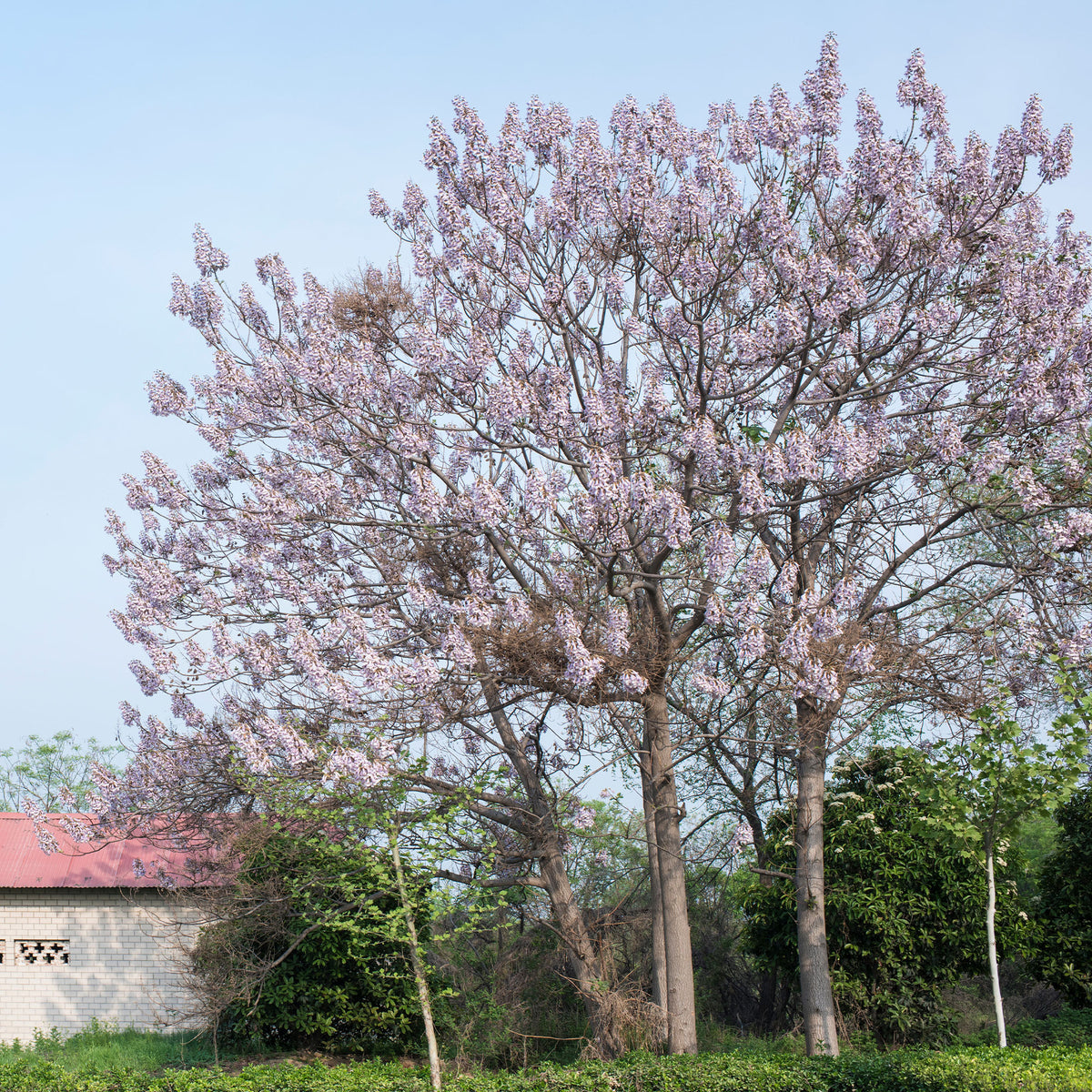 Keizerboom - Paulownia tomentosa - Bakker