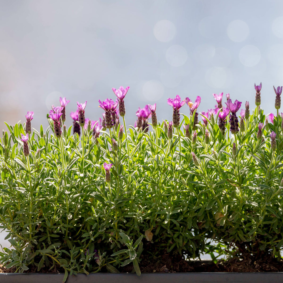 Kuiflavendel 'The Princess ® Lavender' - Lavandula stoechas the princess ® lavender 'ib910- - Bakker