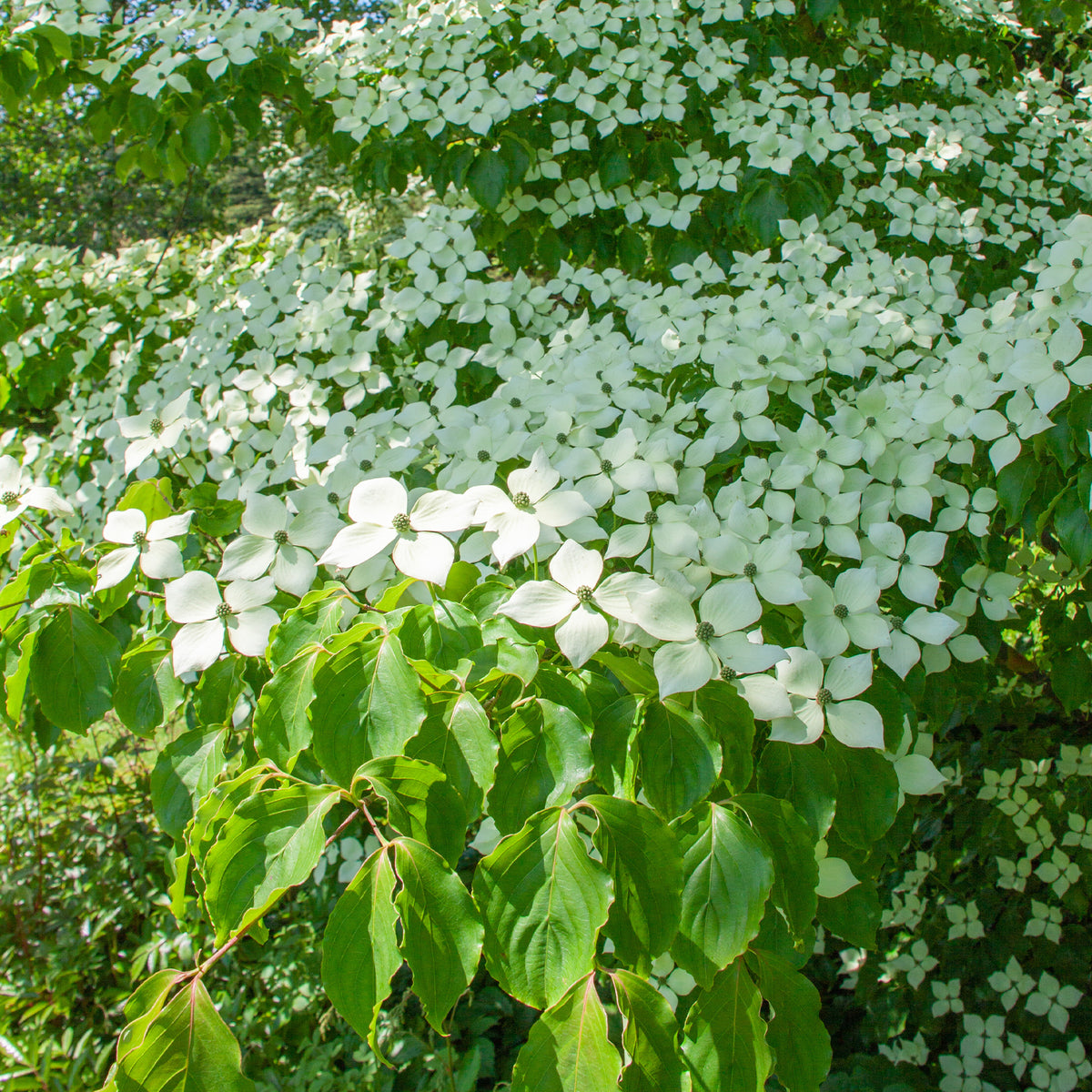 Verkoop Japanse kornoelje - Cornus kousa