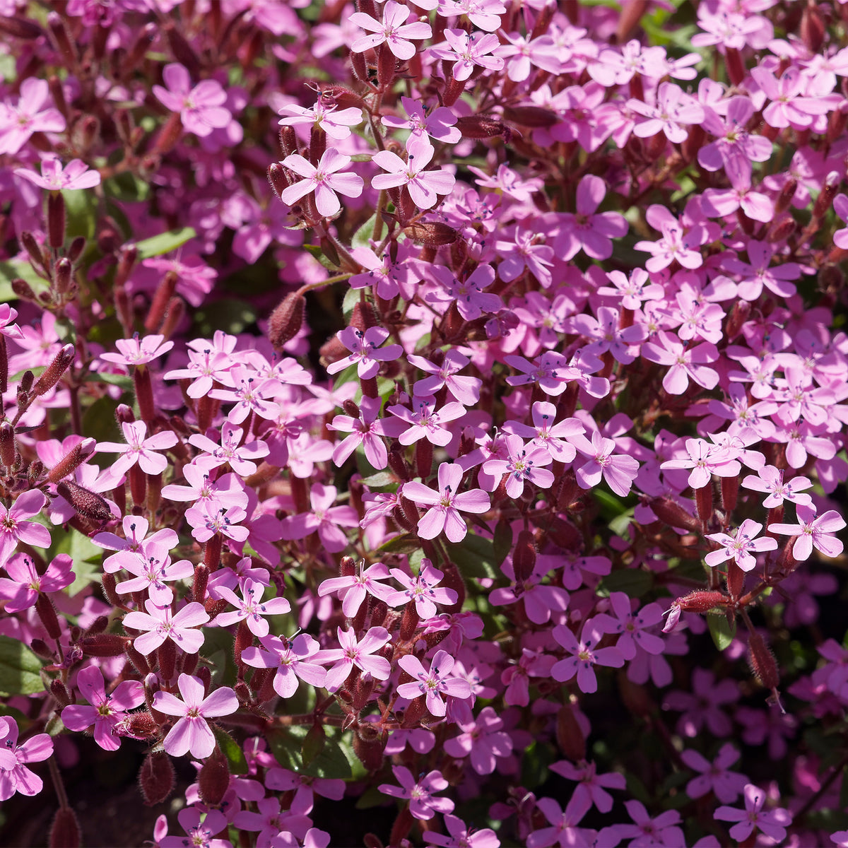 Bodembedekkers borderpakket - ca 2 m² - Saponaria ocymoides, Campanula poscharskyana, Sedum acre, Phlox subulata - Bakker