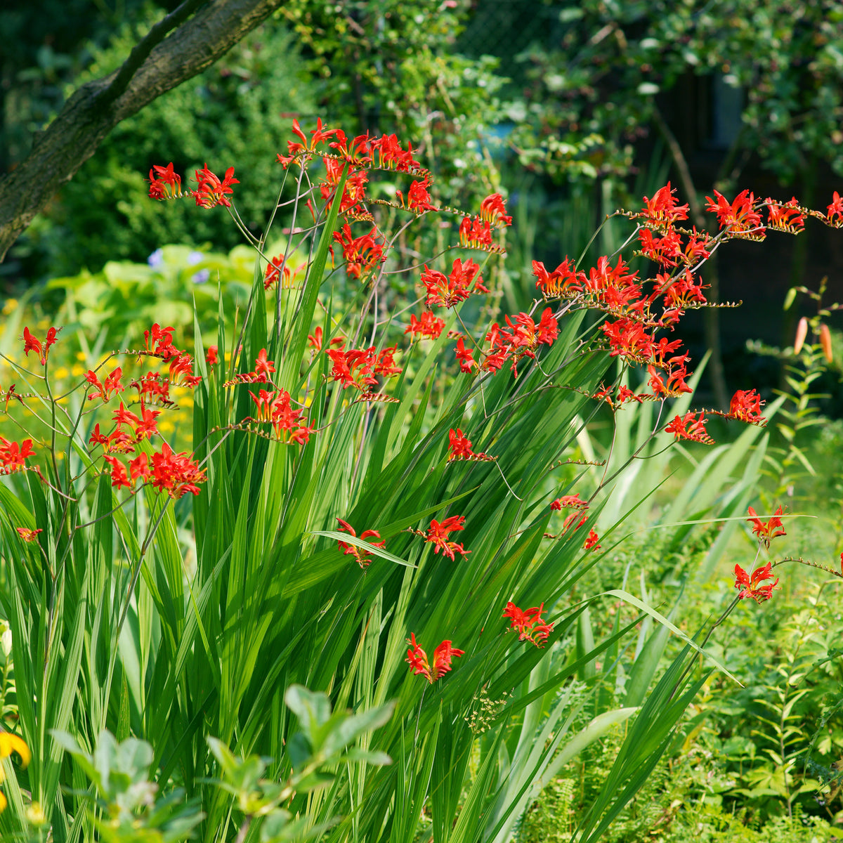 Verkoop Gladiolus, Begonia, Iris, Liatris, Crocosmia, Lilium, Dahlia - Borderpakket zomerbloeiers - ca. 1,5 m²