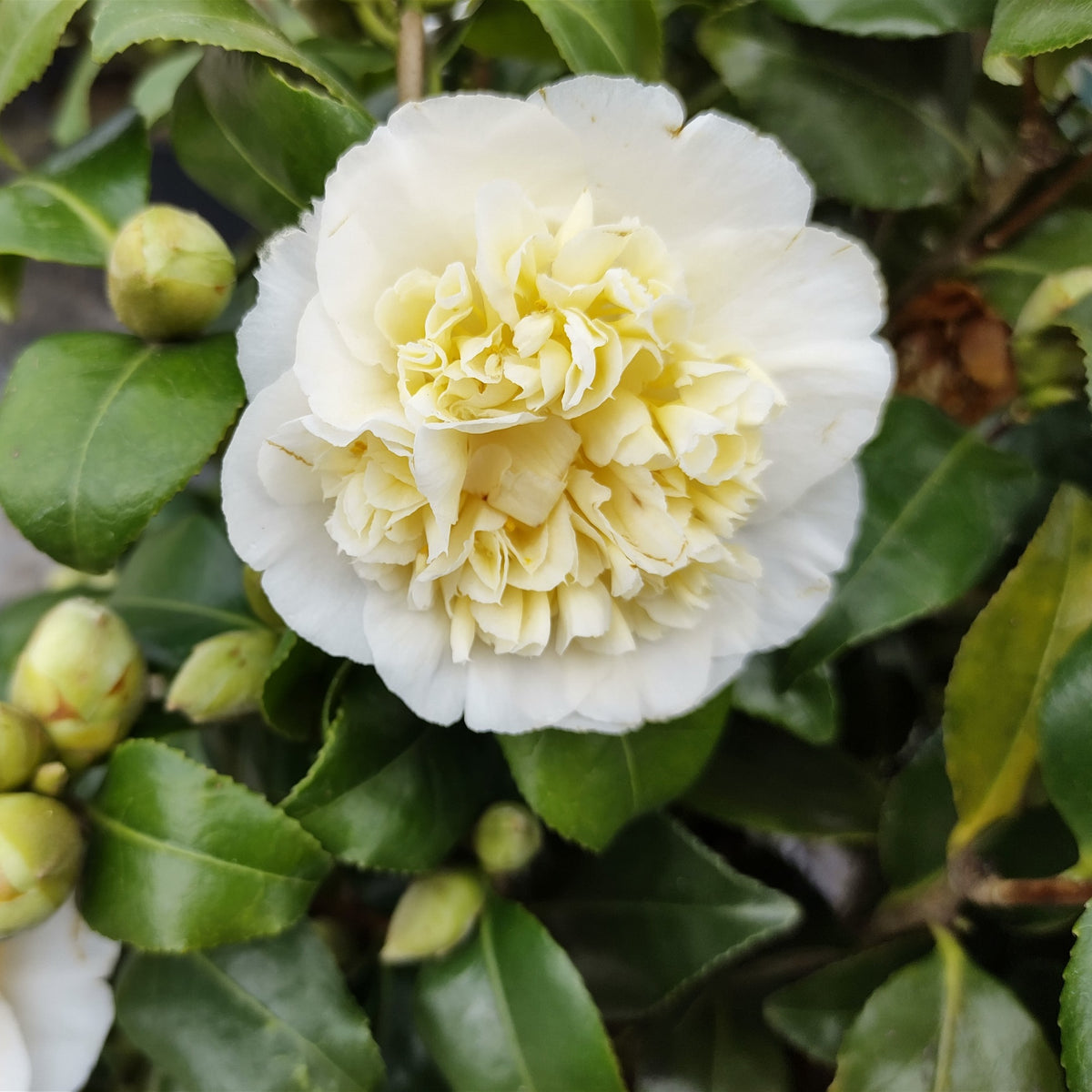 Camellia japonica Brushfields Yellow - Dubbelbloemige Japanse roos - wit - Camellia