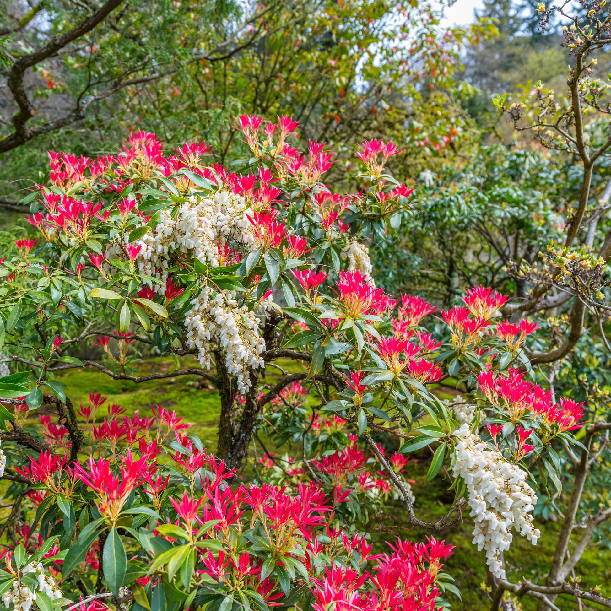 Wintergroene planten - Rotsheide 'Forest Flame' - Pieris Forest Flame