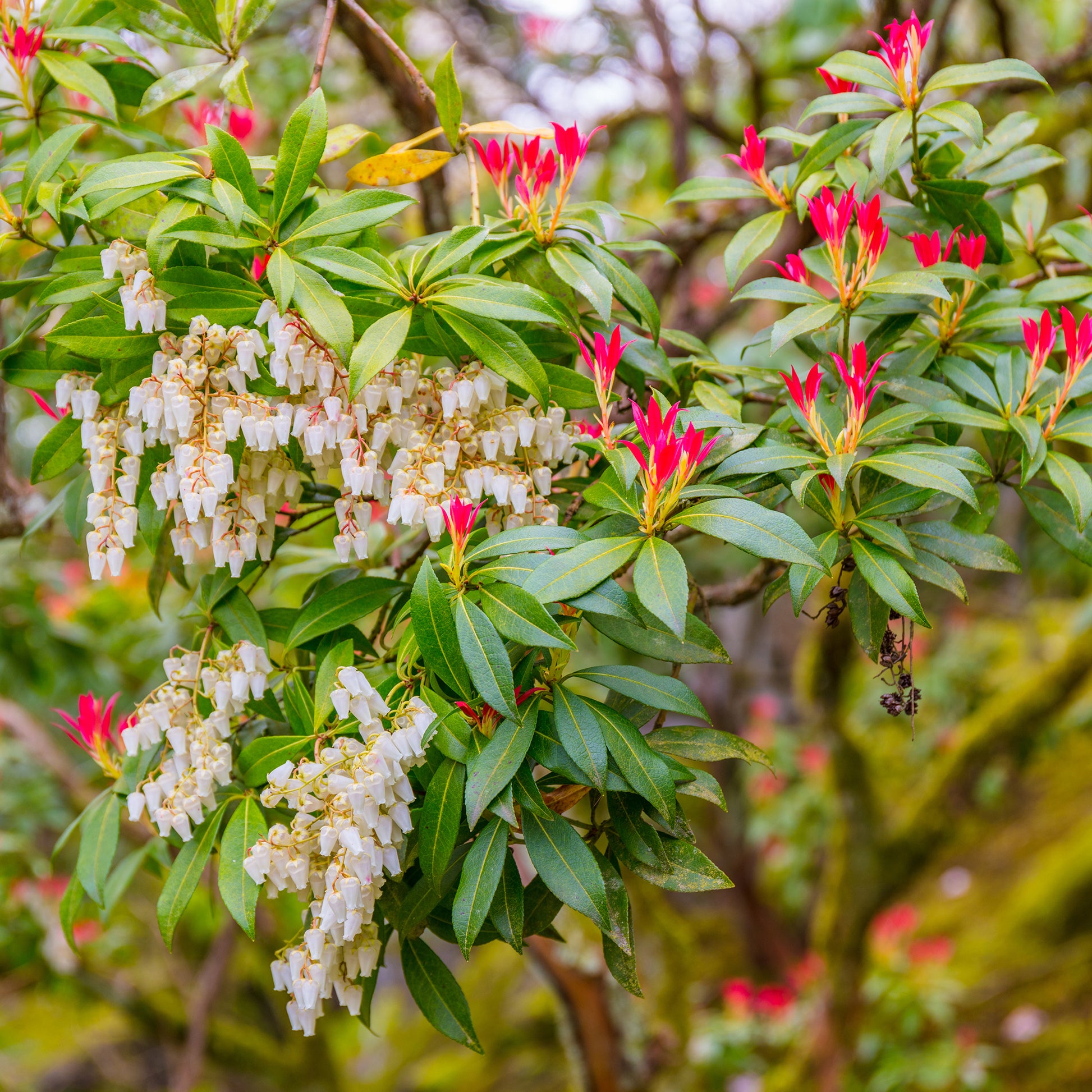 Rotsheide 'Forest Flame' - Pieris Forest Flame - Bakker