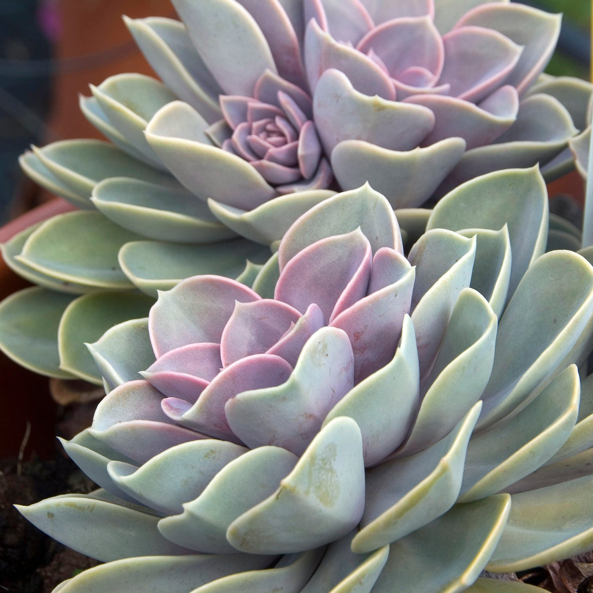 Echeveria Pearl Von Nuernberg - Echeveria Pearl van Neurenberg - Cactussen en vetplanten
