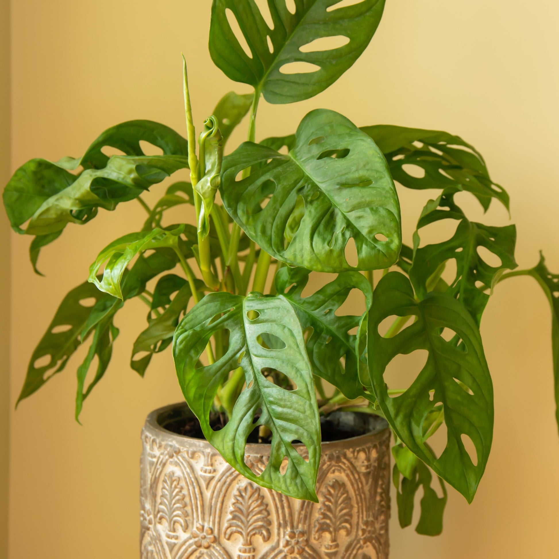 Philodendron Monstera Monkey Mask - Monstera deliciosa monkey mask - Bakker