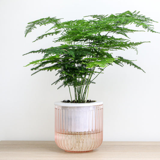 Sierasperge - Bakker