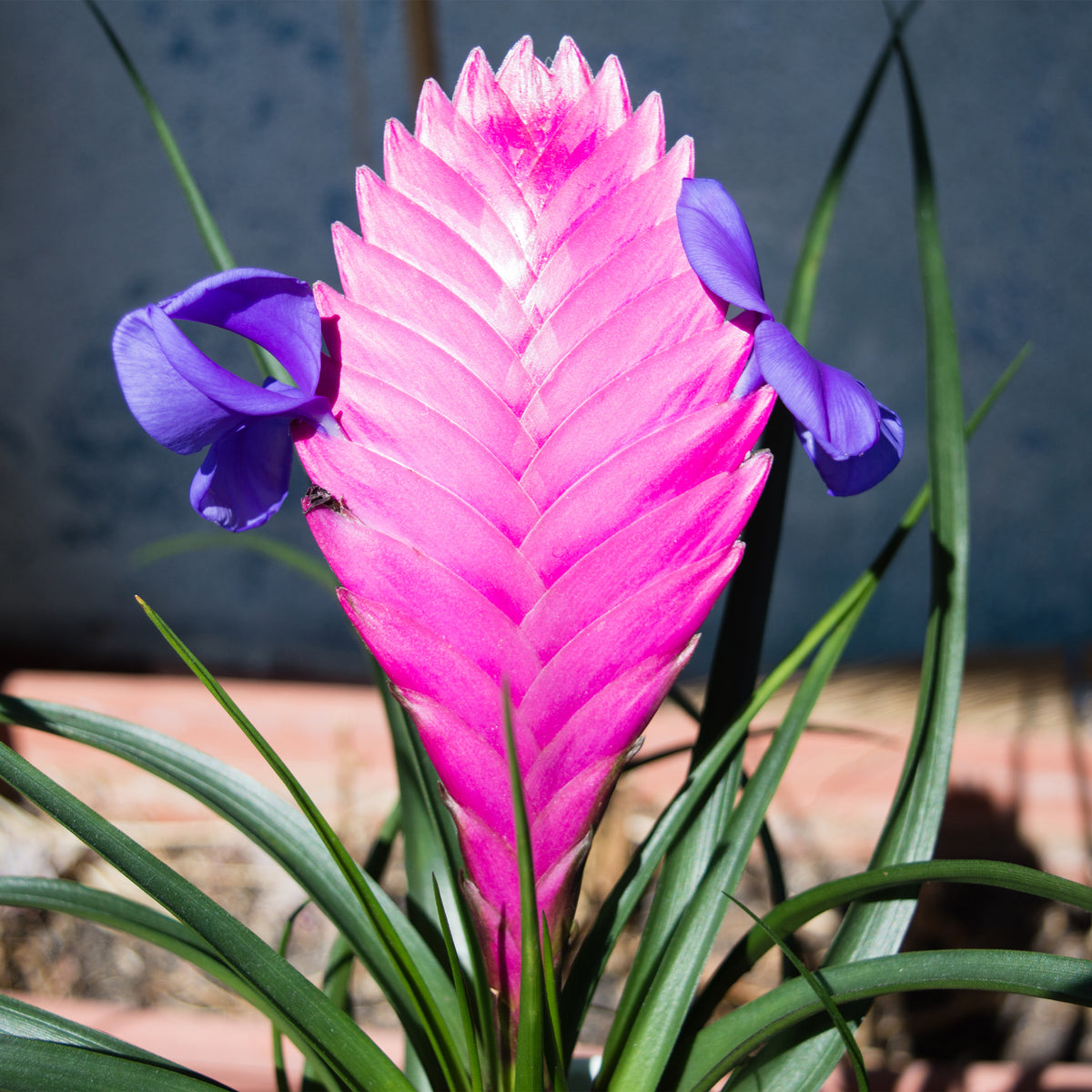 Tillandsia cyanea - Tillandsia cyanea - Bakker