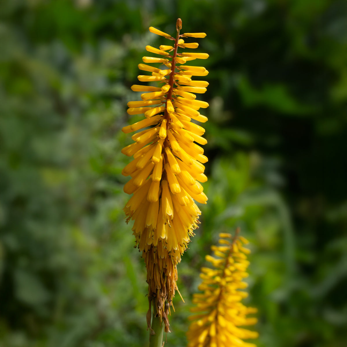Vuurpijl 'Sunningdale Gold' (x3) - Kniphofia Sunningdale Gold - Bakker