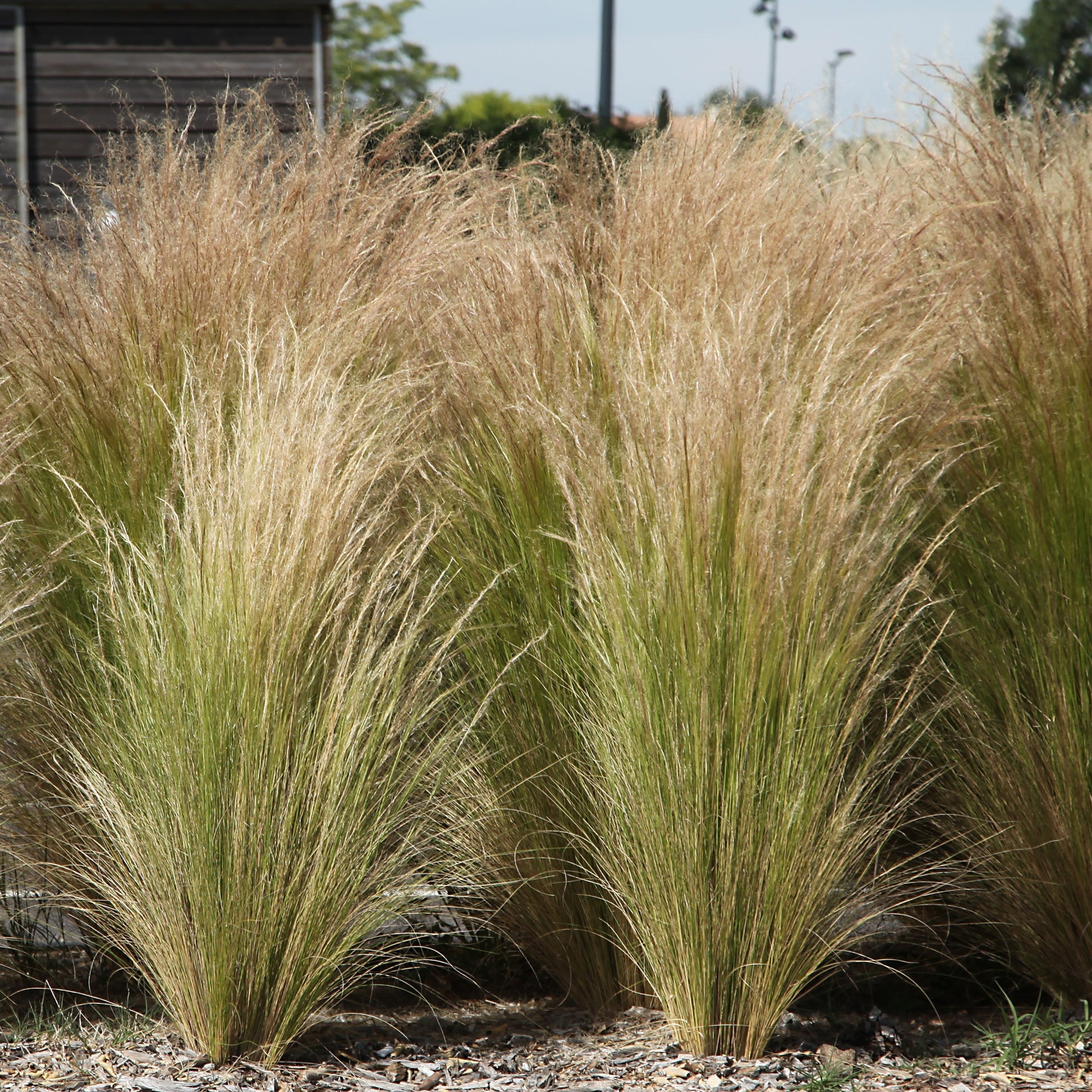 Vedergras - Stipa tenuissima - Bakker