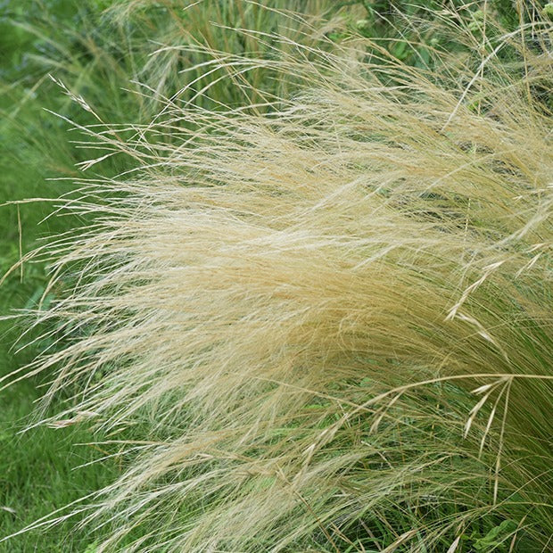 Stipa tenuissima - Vedergras - Siergrassen