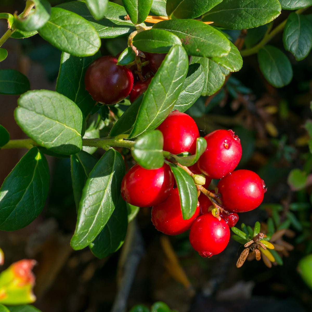 Verkoop Fruitstruik Mix 'Bomvol Vitamine' - Vaccinium corymbosum, lycium barbarum, vaccinum macrocarpon, schisandra chinensis