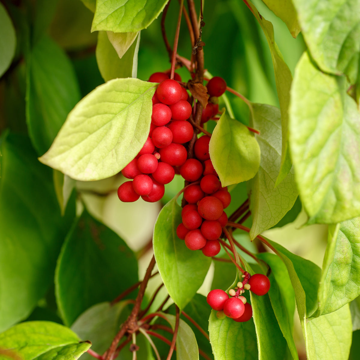 Verkoop Vijf-smaken-bes - Schisandra chinensis