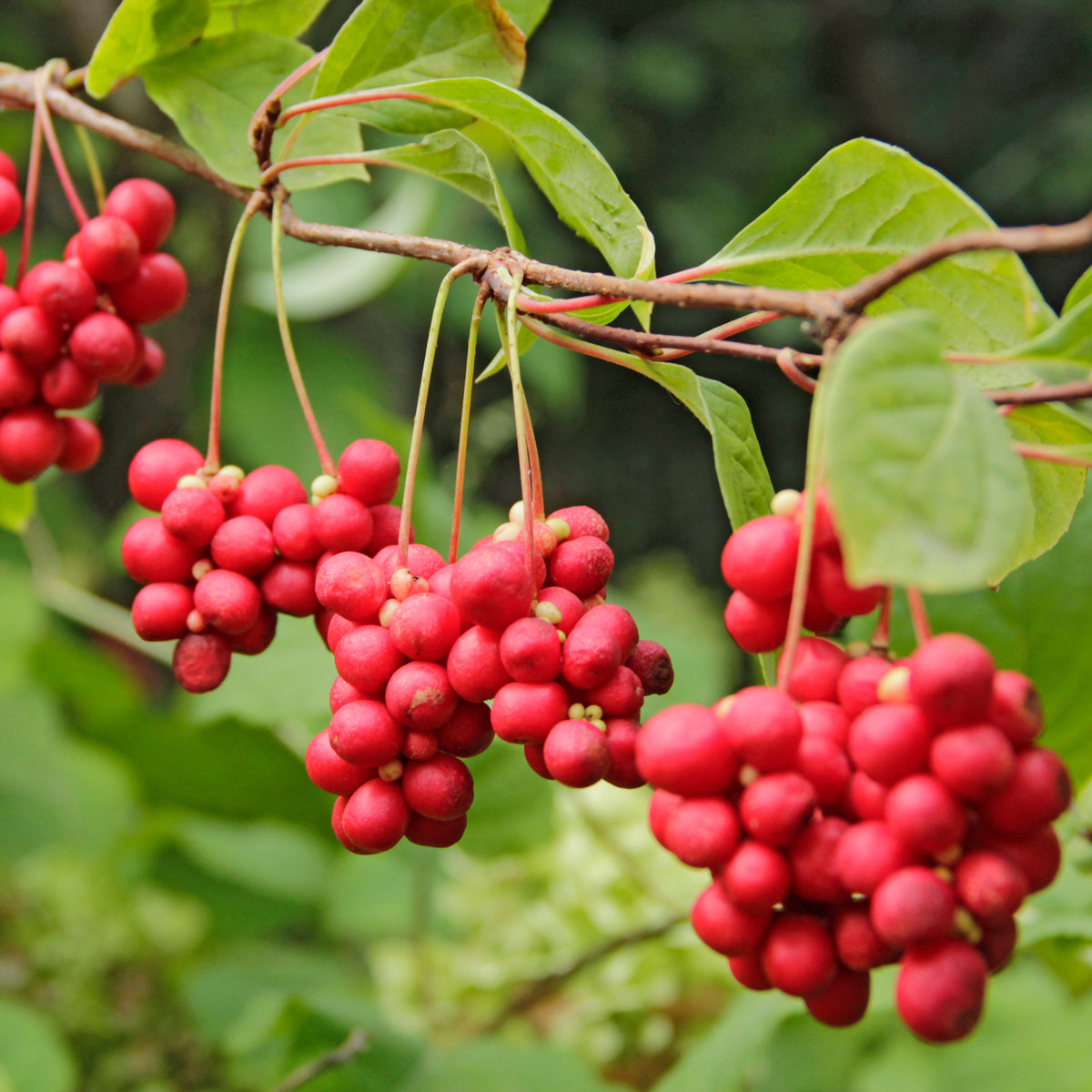 Fruitheggen - Fruitstruik Mix 'Bomvol Vitamine' - Vaccinium corymbosum, lycium barbarum, vaccinum macrocarpon, schisandra chinensis