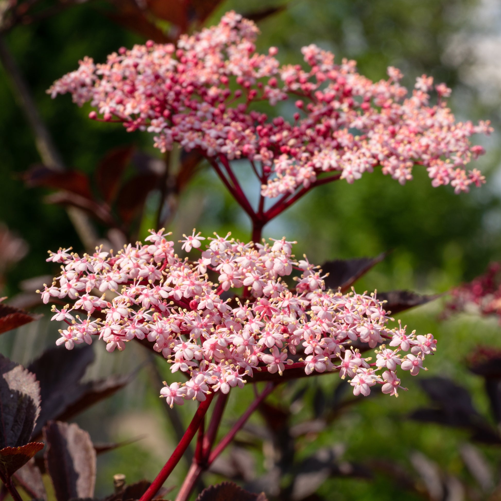 Vlier 'Thundercloud' - Sambucus nigra Thundercloud - Bakker