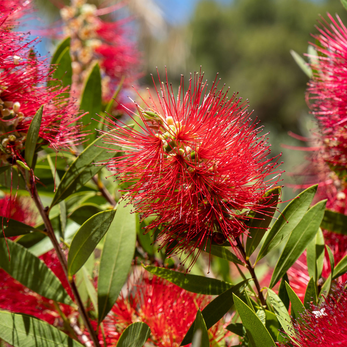 Lampepoetserplant - Callistemon laevis - Bakker