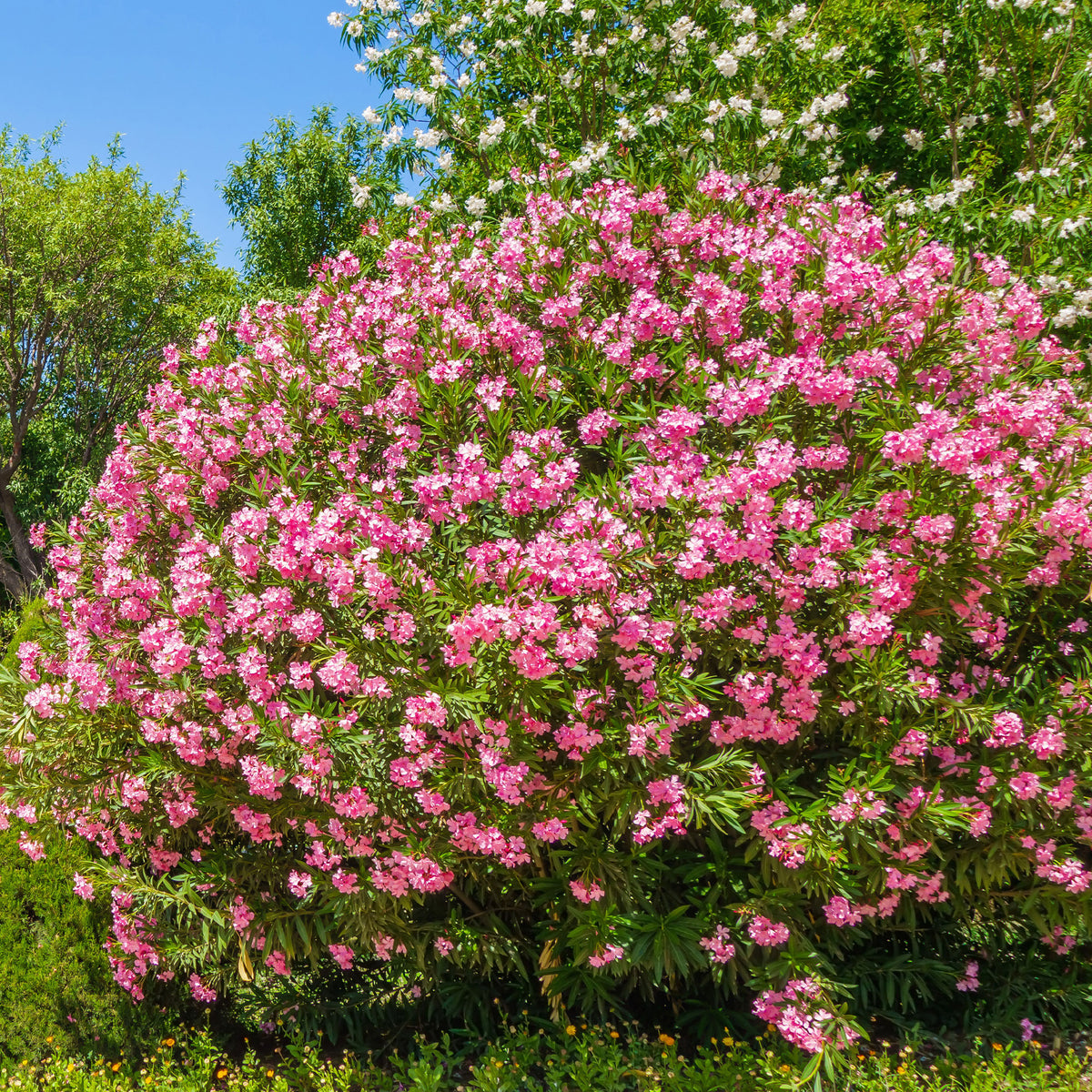 Nerium oleander - Oleander - Roze Laurier