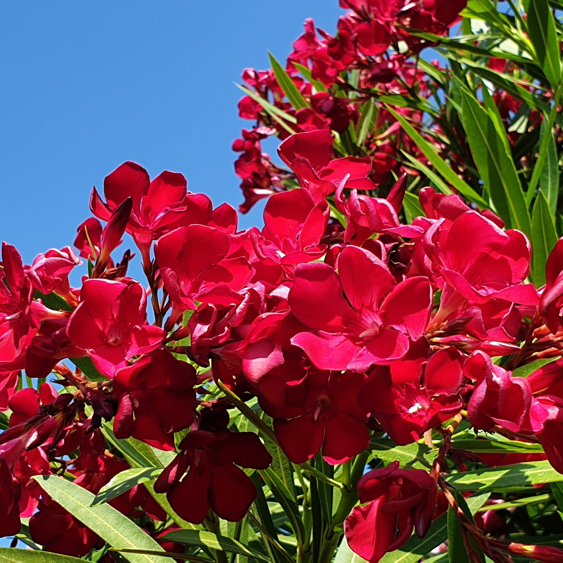 Roze Laurier - Oleander red - Nerium oleander