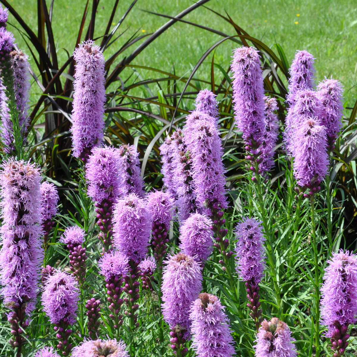 Vaste planten Mix - Vaste planten - Bakker