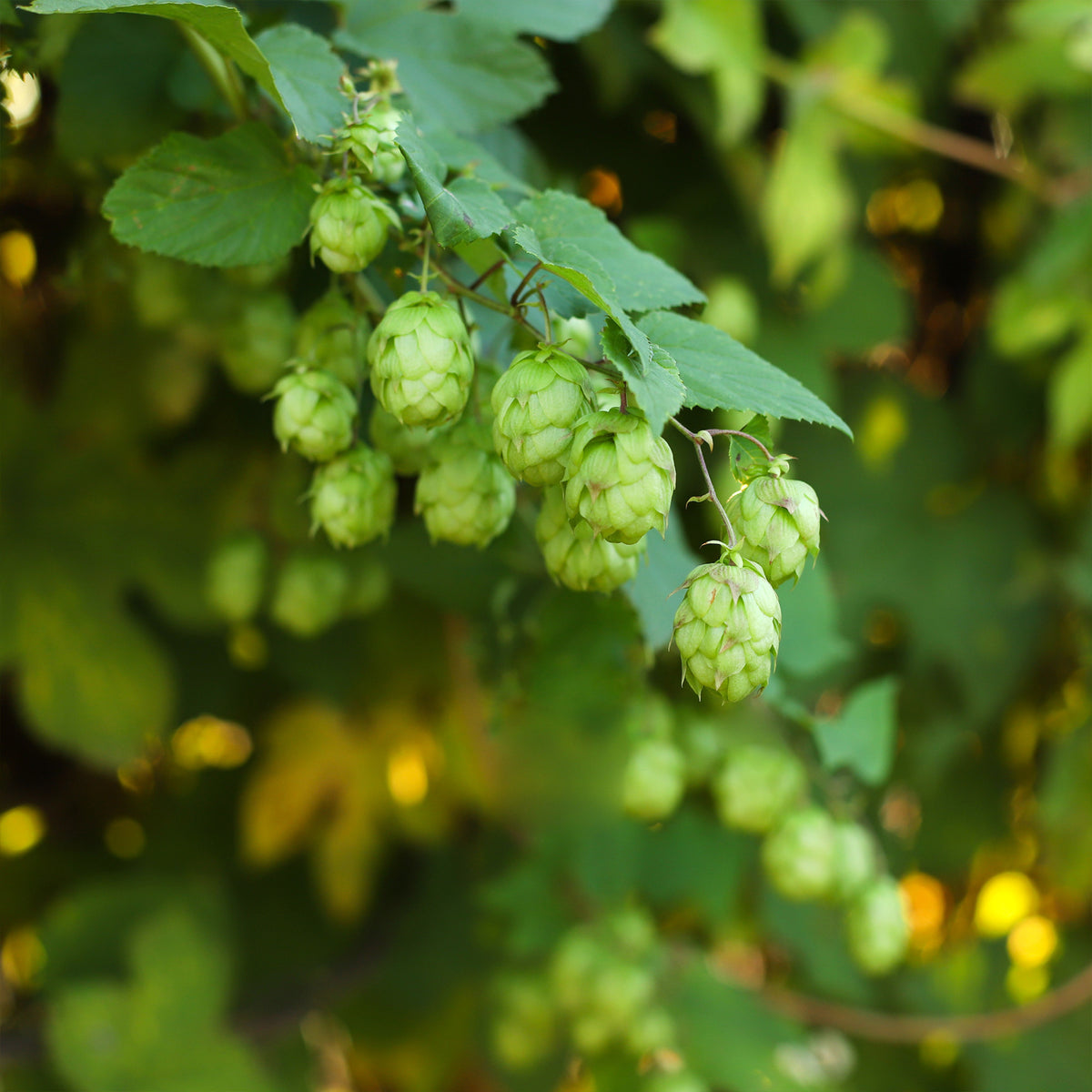 Hop - Humulus lupulus - Bakker