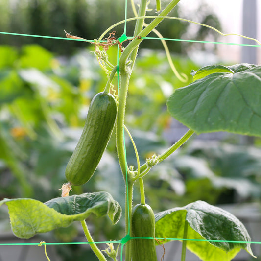Komkommer 'Broumana F1' - Bakker