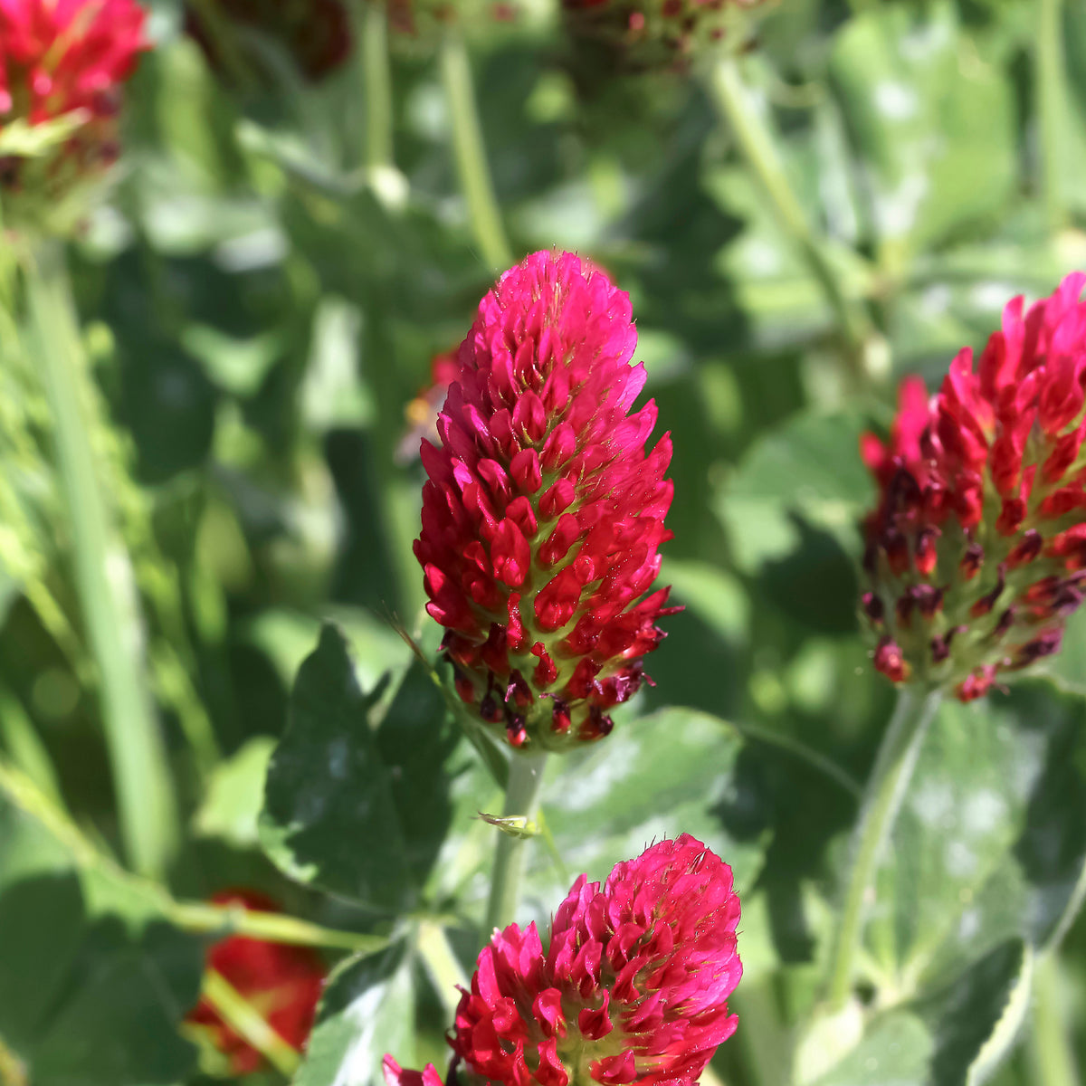Rode klaver - BIO - Trifolium incarnatum - Bakker