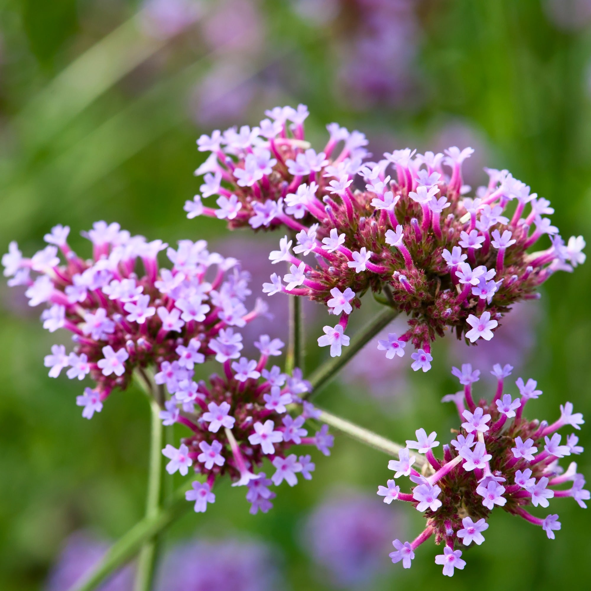 Zaden Buenos Aires Ijzerhard zaden - Verbena bonariensis | Bakker.com