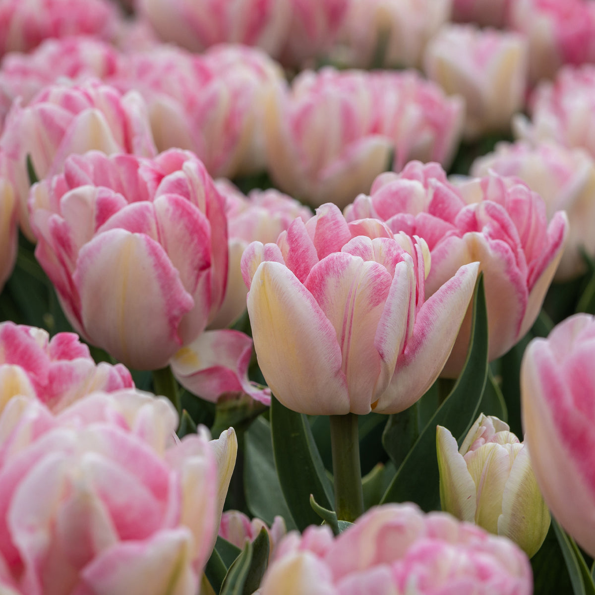 Dubbelbloemige tulp 'Foxtrot' (x10) - Bakker