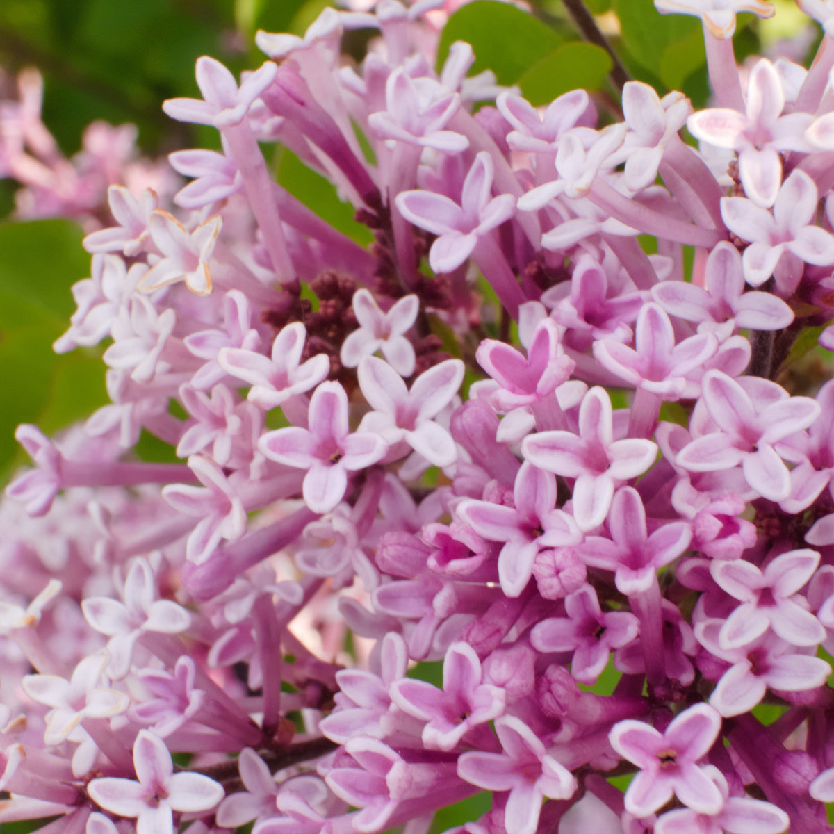 Bloeiende heesters - Dwergsering 'Palibin' - Syringa meyeri palibin