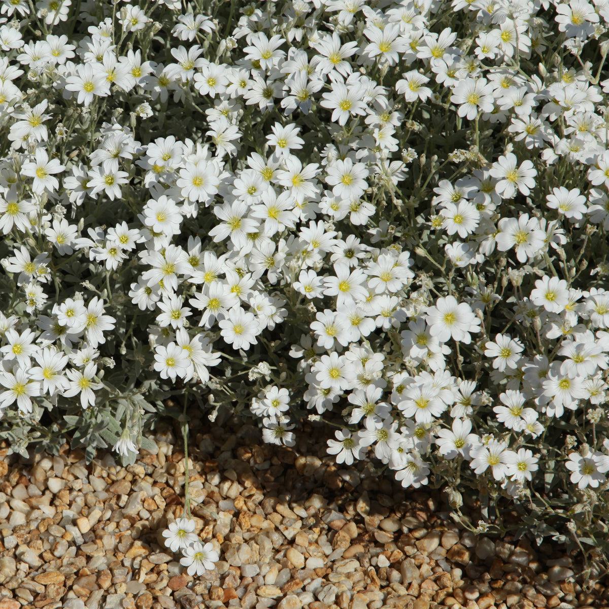 Saponaria ocymoïdes, Cerastium tomentosum, Campanula poscharskyana - Collectie kruipende en bodembedekkende vaste planten (x13) - Bodembedekkers