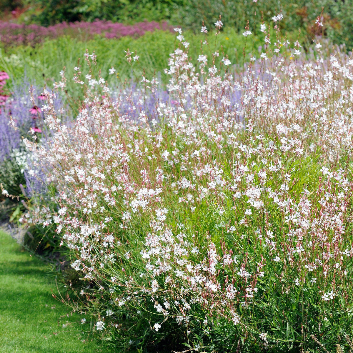Verkoop Collectie witbloeiende vaste planten (x9) - Agapanthus, cerastium tomentosum, gaura lindheimeri, geranium pratens