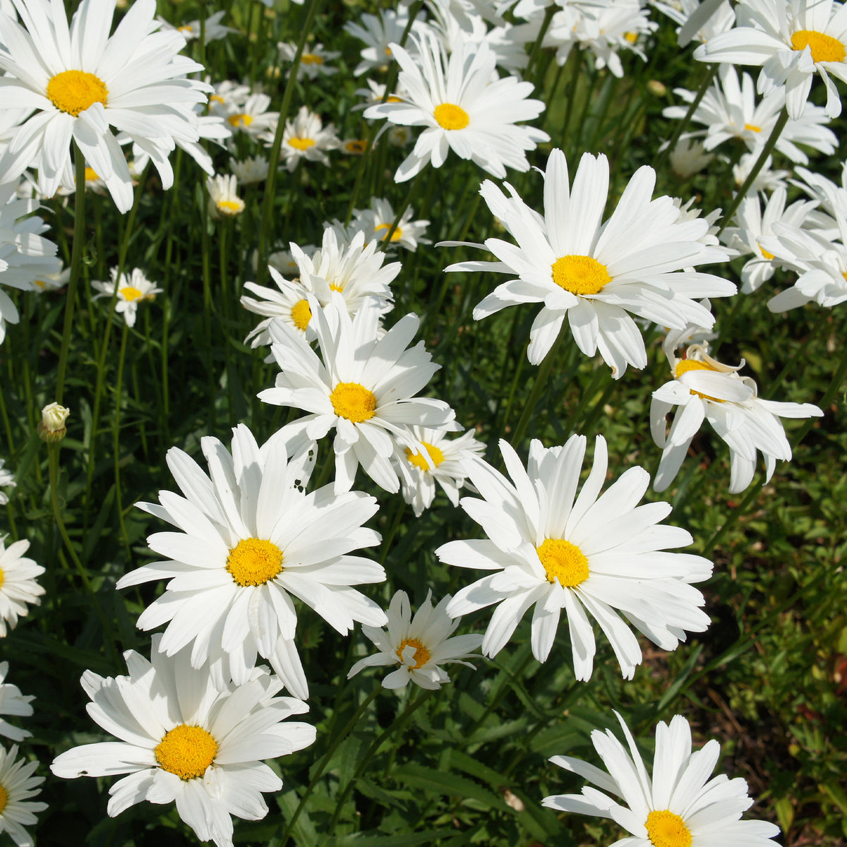 Grootbloemige margriet - Bakker