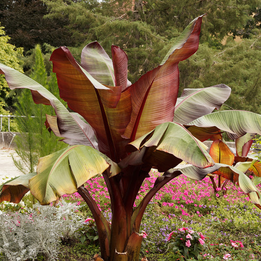 Rode bananenplant - Bakker