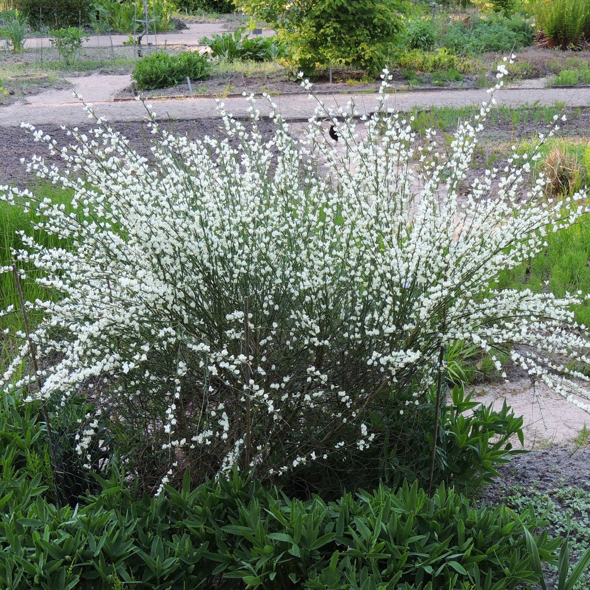 Brem 'Albus' - Cytisus praecox albus - Bakker