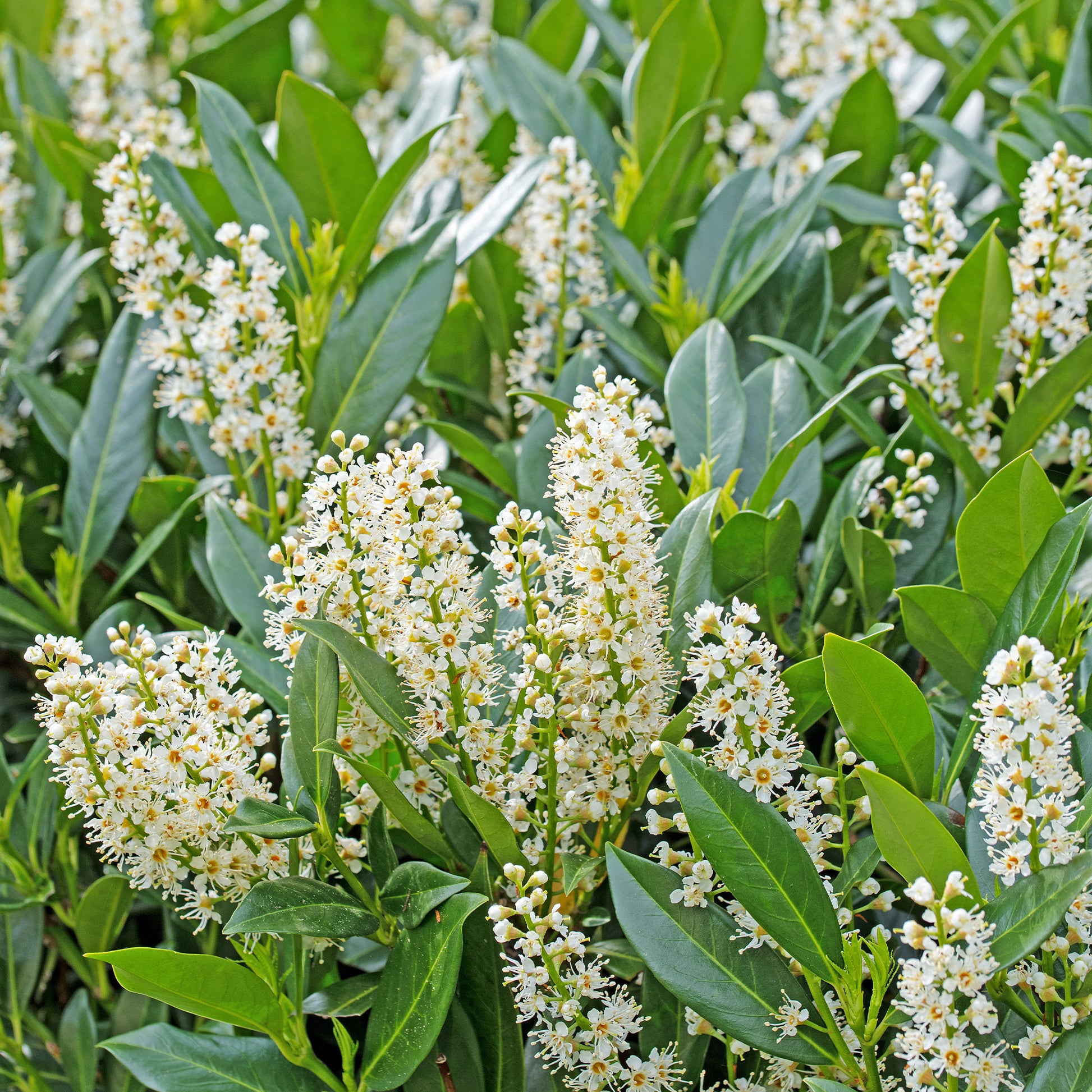 Haagheesters - Wintergroene haag (x4) - Eleagnus pungens Maculata, Photinia fraseri Red Robin, Prunus laurocerasus Etna, Viburnum tinus