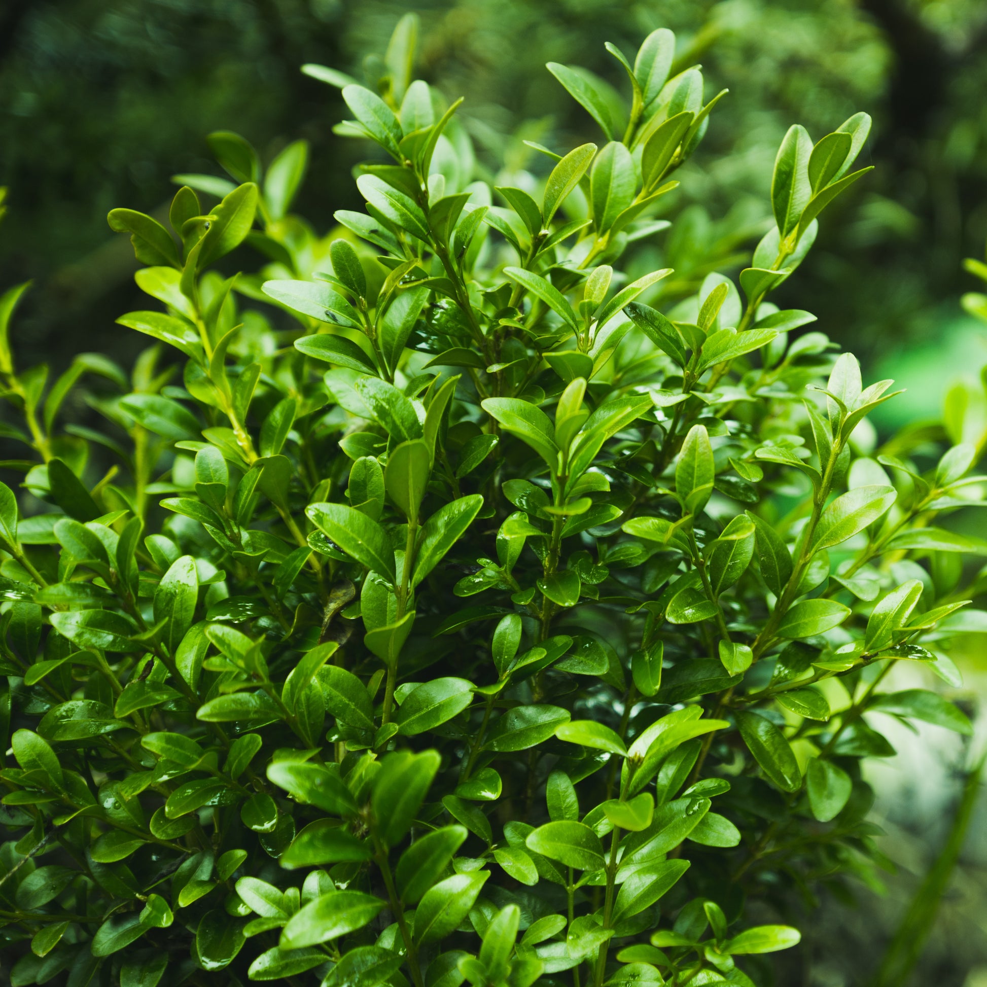 Buxus sempervirens - Buxushaag - Buxus