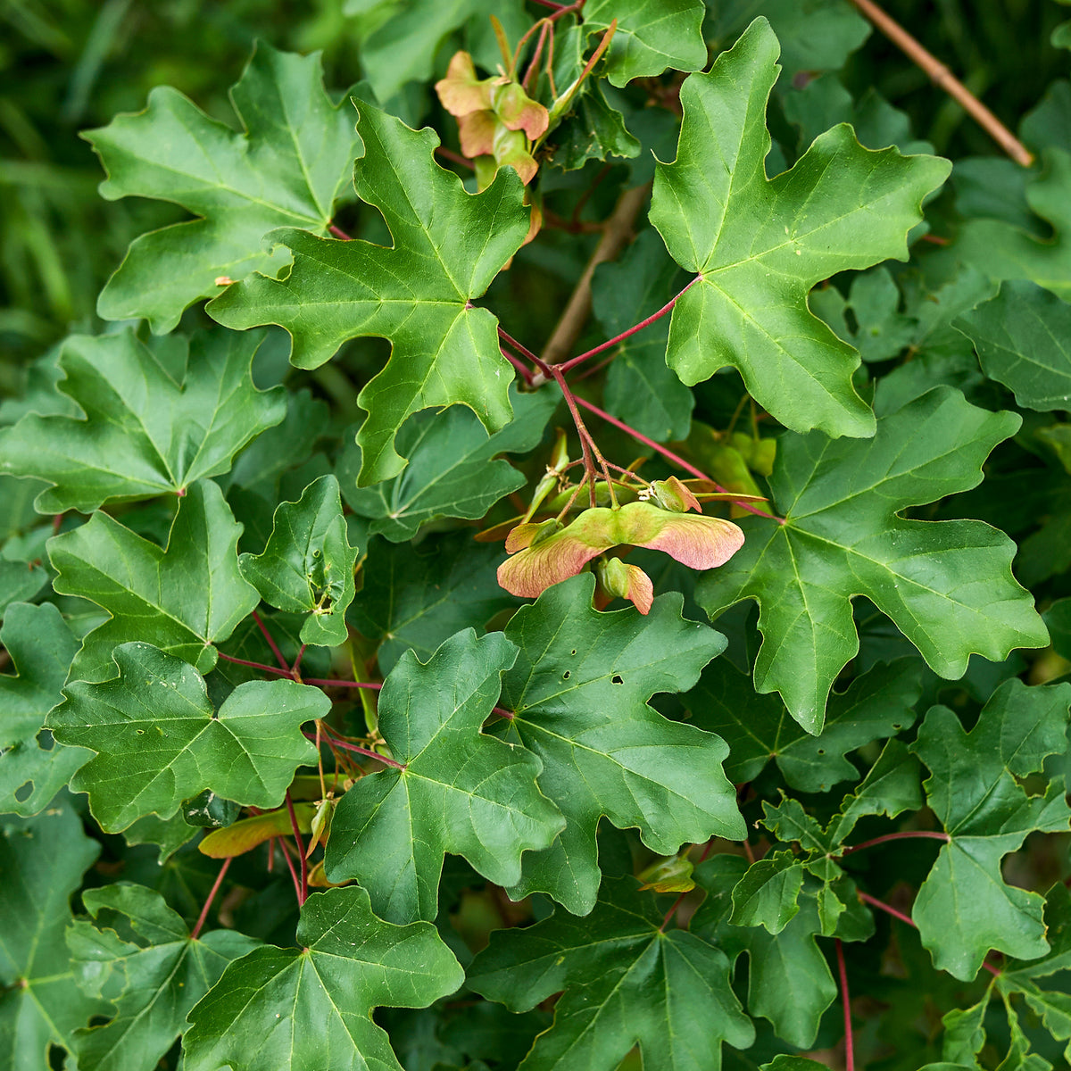 Spaanse aak (x10) - Acer campestre - Bakker