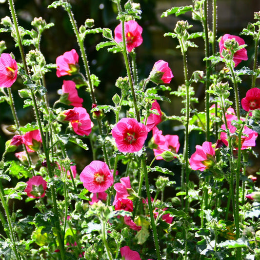 Kaapse malva 'El Rayo' - Bakker