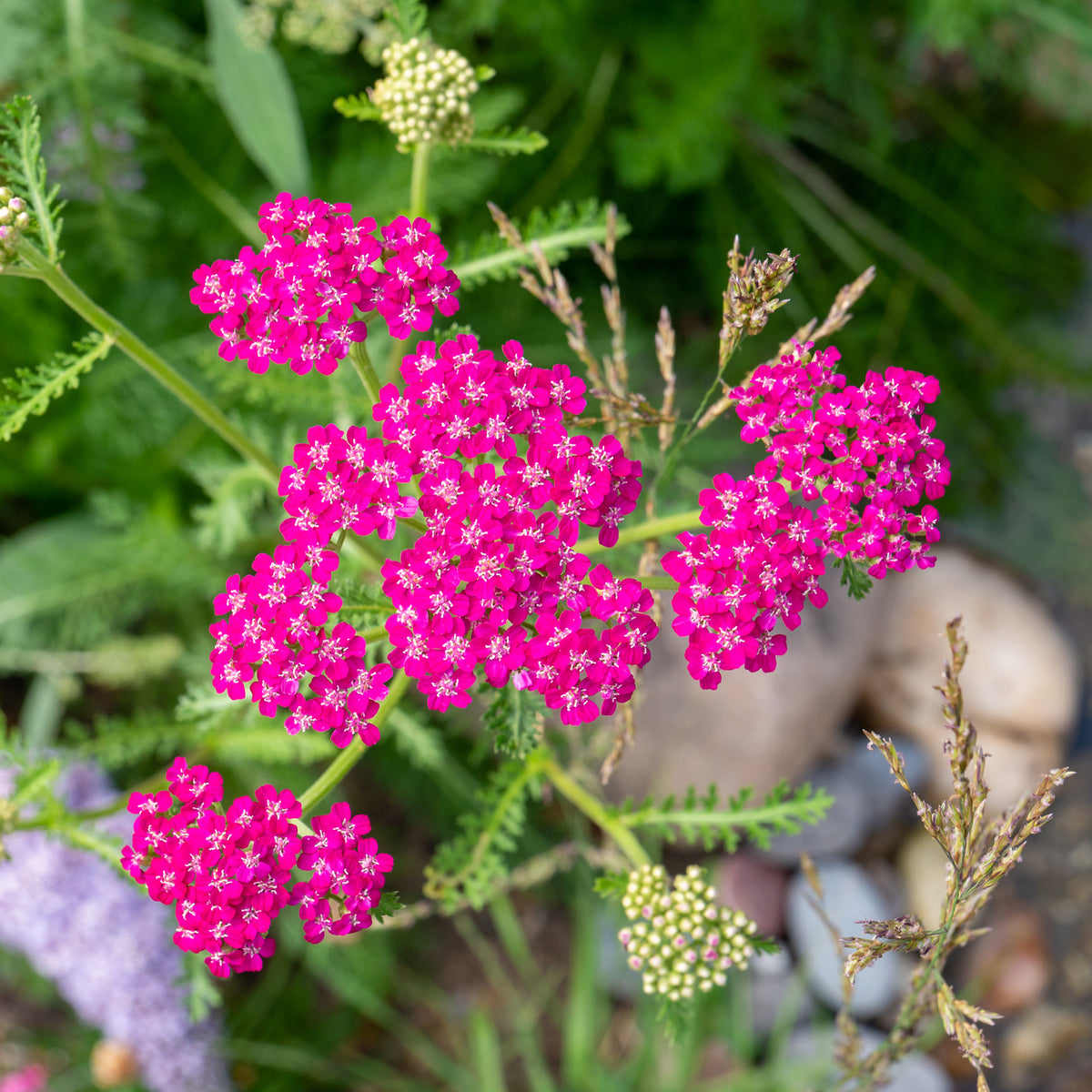 Bloeiende vaste planten - Duizendblad Cerise Queen - Achillea millefolium Cerise Queen