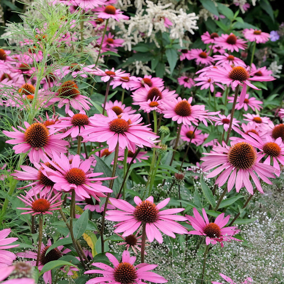 Bloeiende vaste planten - Zonnehoed Rubinstern Zonnehoed - Echinacea purpurea Rubinstern