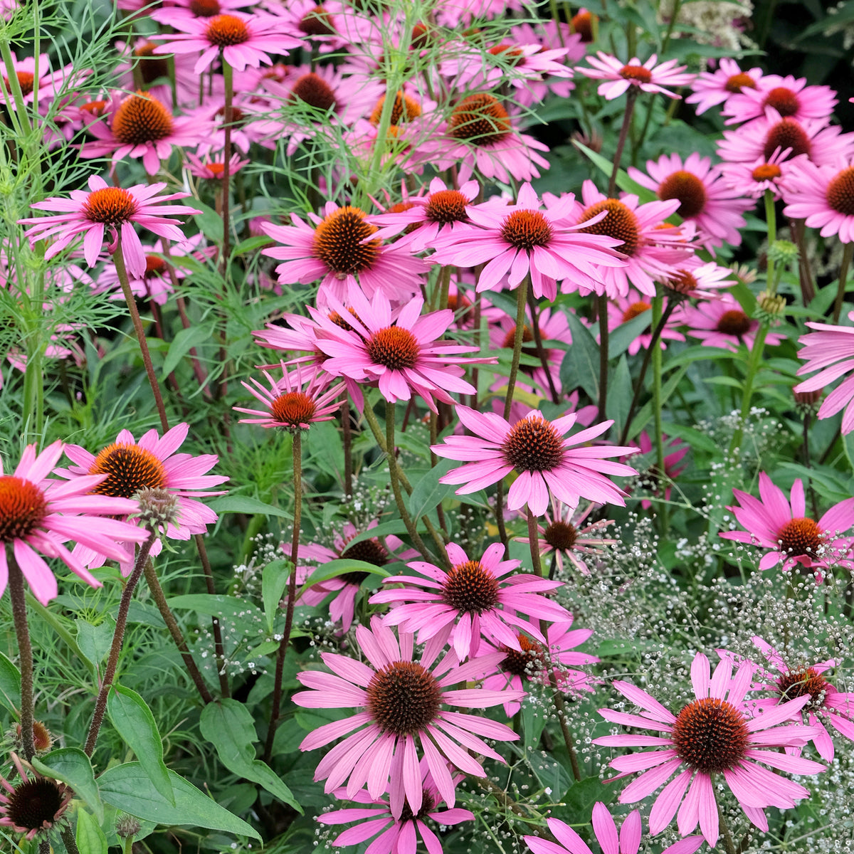 Zonnehoed Rubinstern Zonnehoed - Echinacea purpurea Rubinstern - Bakker