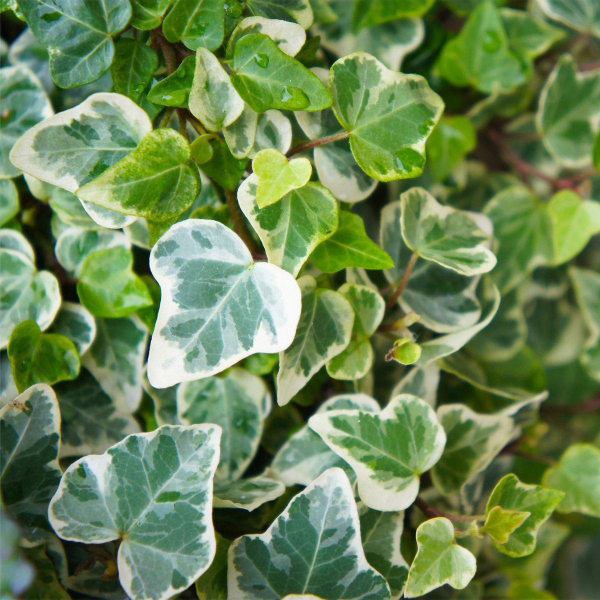 Klimop - Hedera - Klimop - Hedera helix Glacier